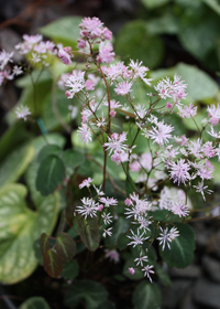 Thalictrum ichangense 'Evening Star'